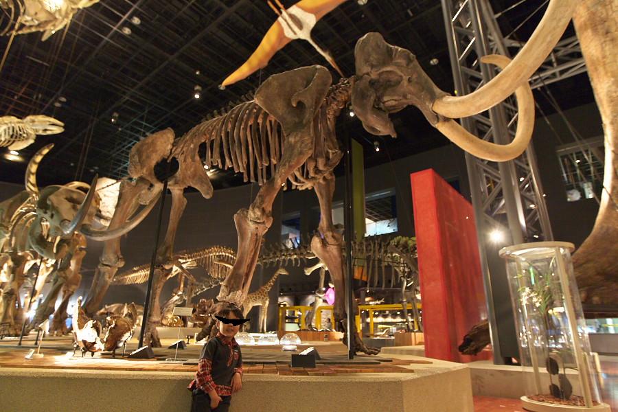 生命 の 星 地球 博物館 ブログ 「生命の星・地球博物館de恐竜観察!」RYU!のブログ | 赤いDJ! - みんカラ