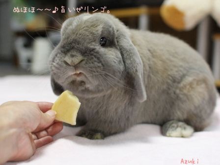 りんごうさぎ1 LAO編｜めりーのブログ｜うさぎは乗っていません