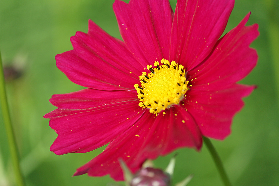 花言葉は、「調和」