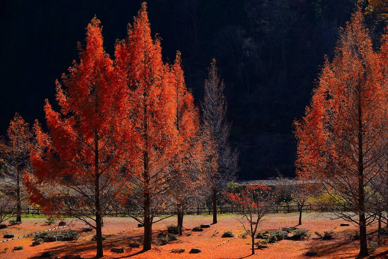 写真