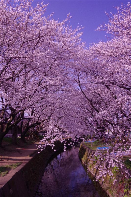 レア 岩国基地 2017 桜 SAKURA