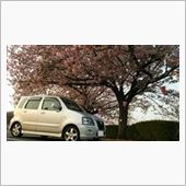 桜と