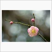 ここ数日の暖かさで当地の早咲き桜が満開になり、梅と桜が同時に見られるという状態になりました♪<br />
まずは梅から・・