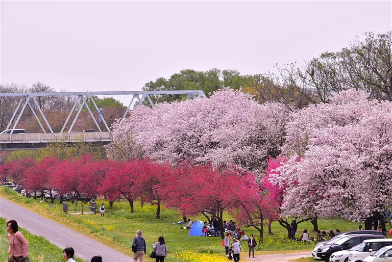 そらくう2号のフォトギャラリー 千曲川河川公園 桜堤 長野県小布施町 マツダ Rx 8 みんカラ そらくう2号のフォトギャラリー 千曲川河川公園 桜堤 長野県小布施町 マツダ Rx 8 みんカラ