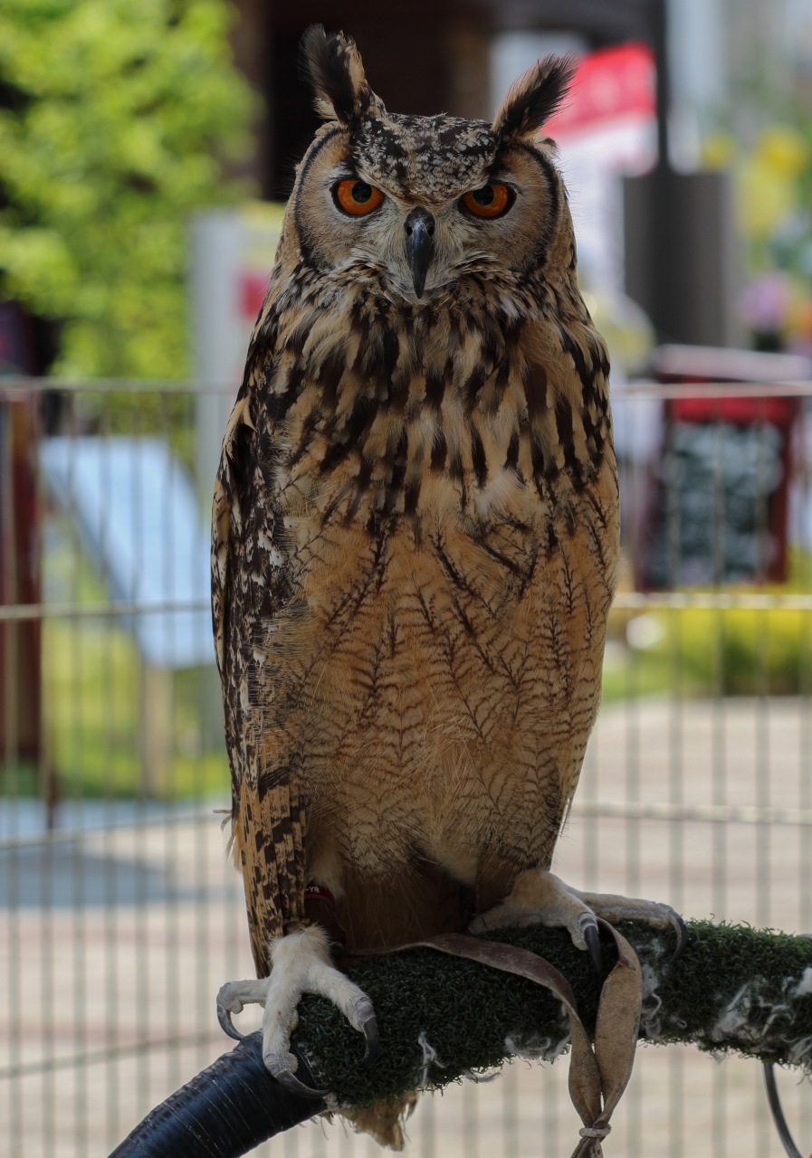 わんこde のフォトギャラリー ミミズクとメンフクロウ その他 画像 みんカラ