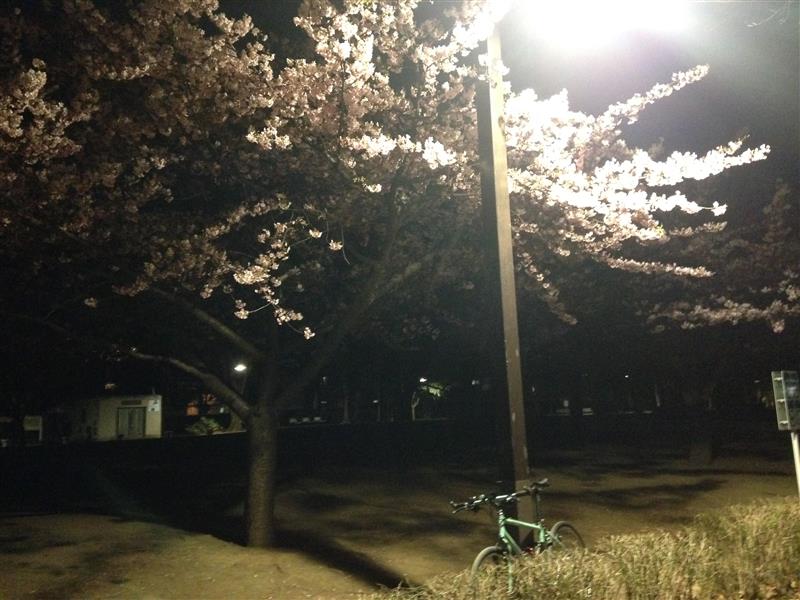 夜桜