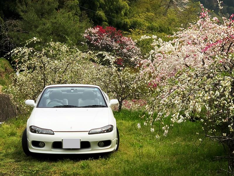 Mevius 銀 のフォトギャラリー 19 桃の花 日産 シルビア みんカラ