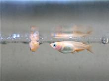 みんカラ 奇形 魚 条件 フォトギャラリー のキーワード検索結果一覧