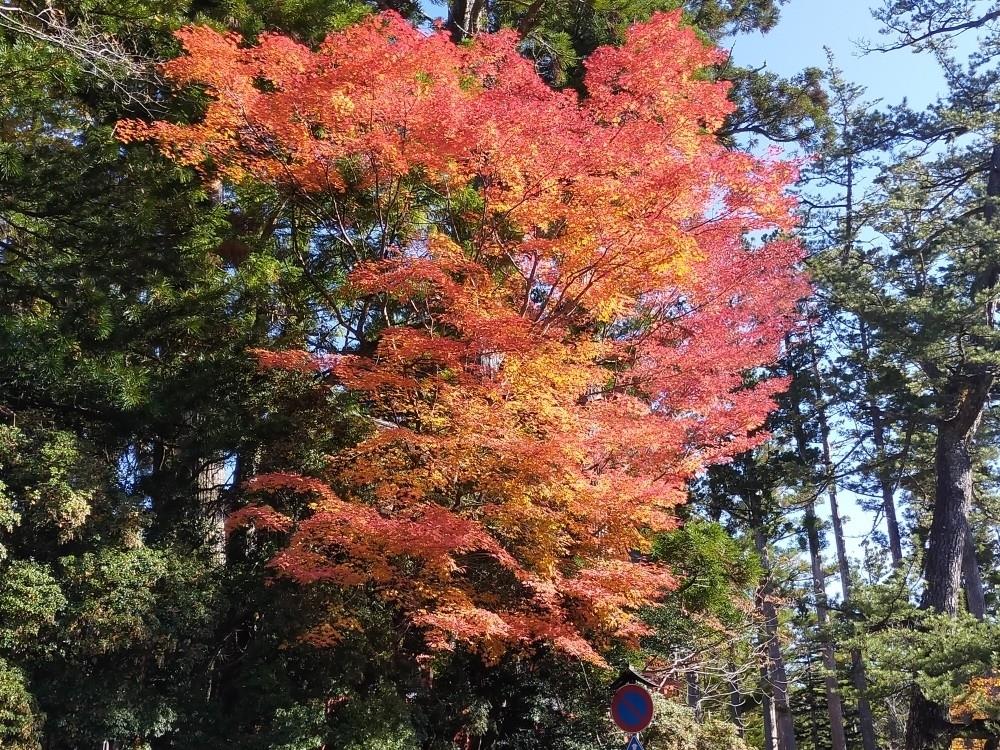 みえおのフォトギャラリー「高野山の紅葉 2021年11月5日 みえおのフォトギャラリー「高野山の紅葉 2021年11月5日