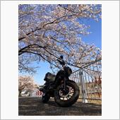 レブルと桜🌸