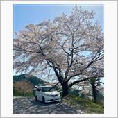 一本桜🌸