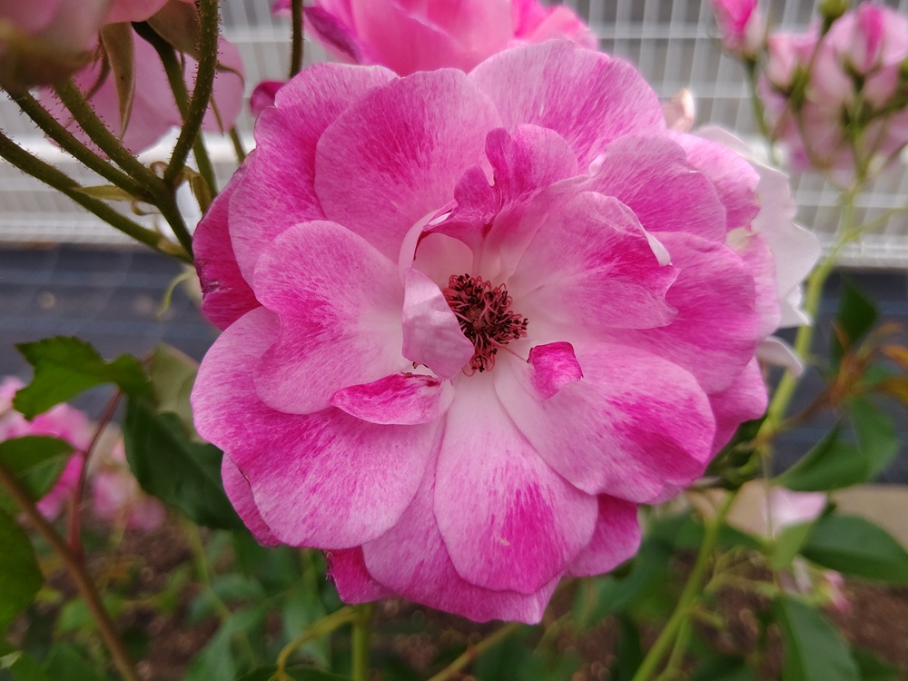 おもちゃ♪のフォトギャラリー「薔薇 バラ ばら 20250511 その4