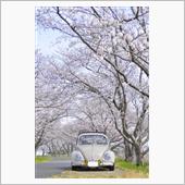 今年の桜
