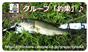 グループ「釣果」♪(4)
