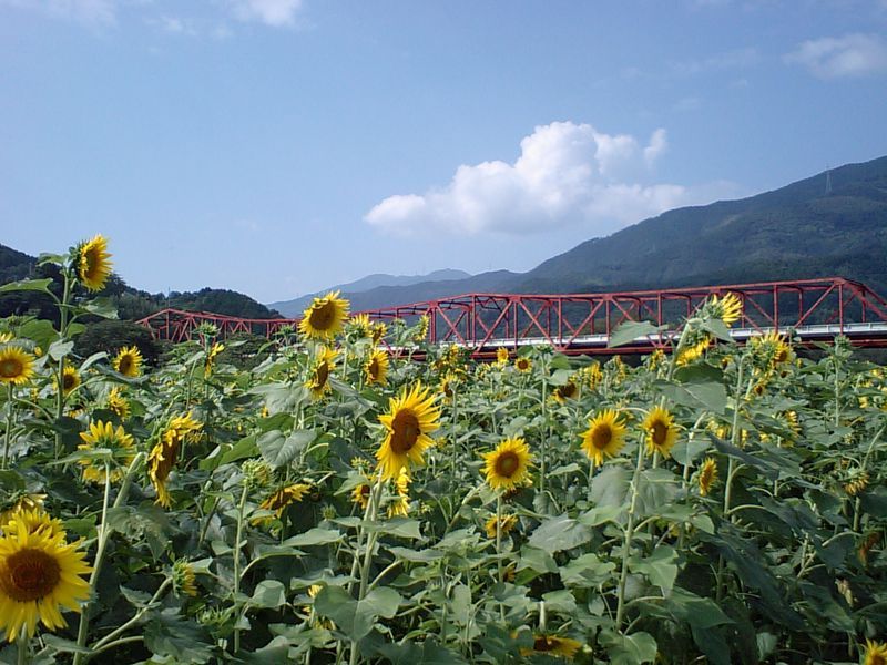 大洲五郎河川敷 おすすめスポット みんカラ