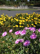 兵庫県立播磨中央公園（加東市・旧滝野町） 四季折々の花が楽しめる兵庫県立播磨中央公園