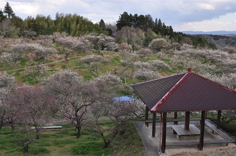 奈良県 月ヶ瀬村