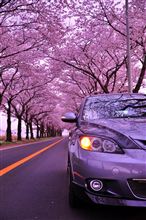 海軍道路の桜並木 2ｋｍ以上の直線ストレートの道路の桜並木