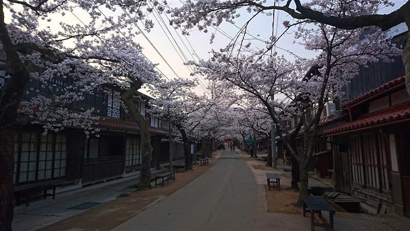 真庭郡新庄村（がいせん桜）