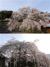 瑠璃寺・吉田のしだれ桜（舞鶴市） 細川幽斎ゆかりの「吉田のしだれ桜」がある瑠璃寺