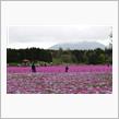 本栖湖リゾート　富士芝桜まつり