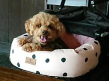 ハリースペット ペットカート専用クッション のパーツレビュー オンラインで最も安い ハリースペット 犬用品