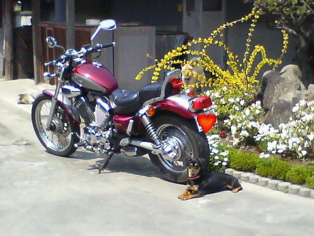 えのんさんのXV Virago 400 (ビラーゴ)