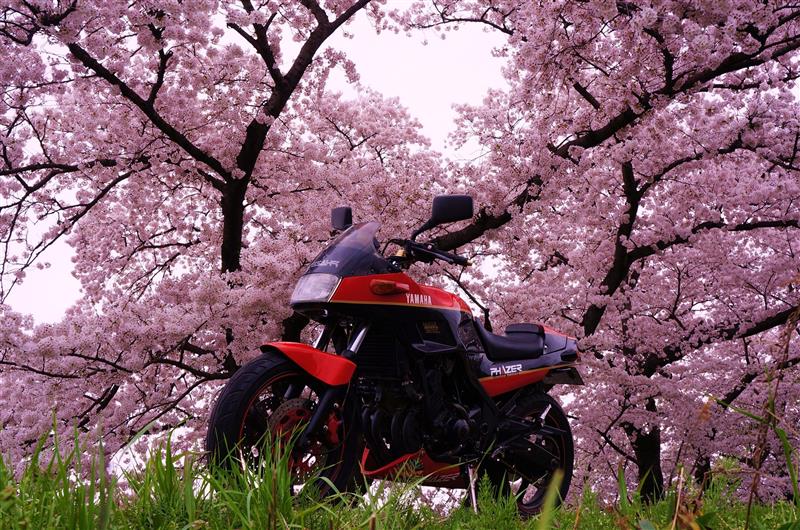 Z432RさんのFZ250 Phazer (フェーザー)