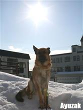 A.y.u.z.a.kさんのGerman-Shepherd-Dog