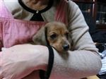 その他 ミニチュアダックスフンド