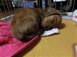 その他 ミニチュアダックスフンド