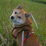 その他 柴犬