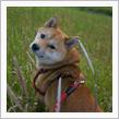その他 柴犬