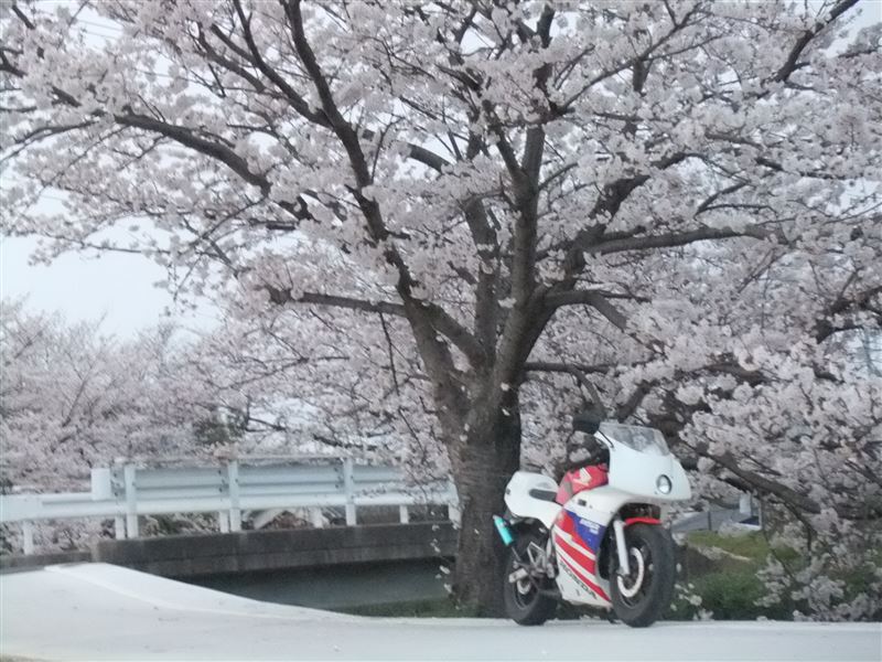 ☆н!яσ☆さんのNS50R