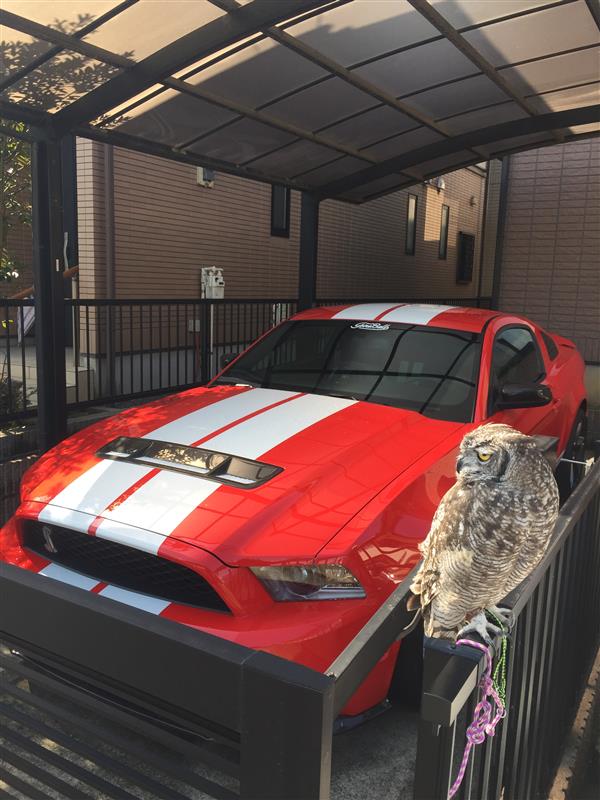 laylasrt392さんのSHELBY GT500