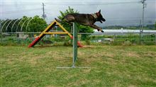 HOSOIさんのGerman-Shepherd-Dog