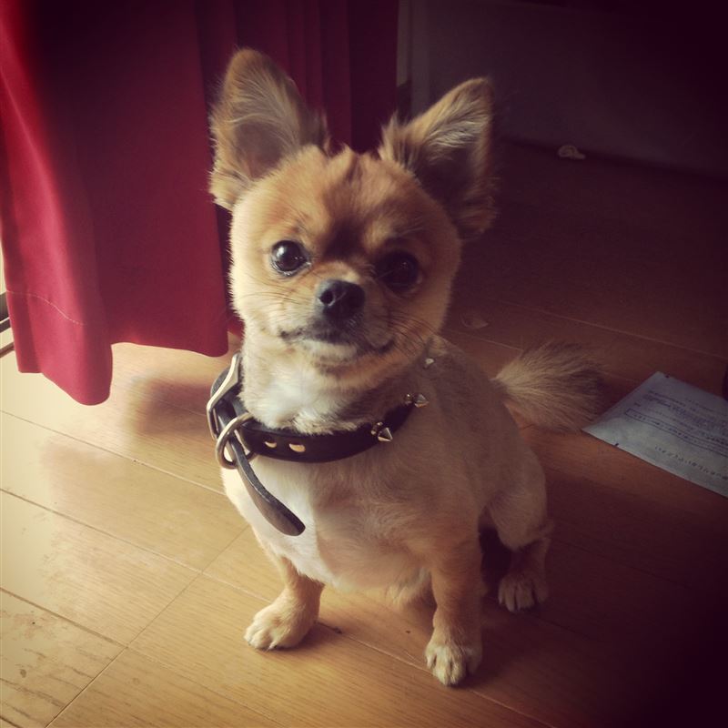 バター犬 カスタムまとめ おすすめのカスタムはこれだ エアロ ホイール Ledなど みんカラ