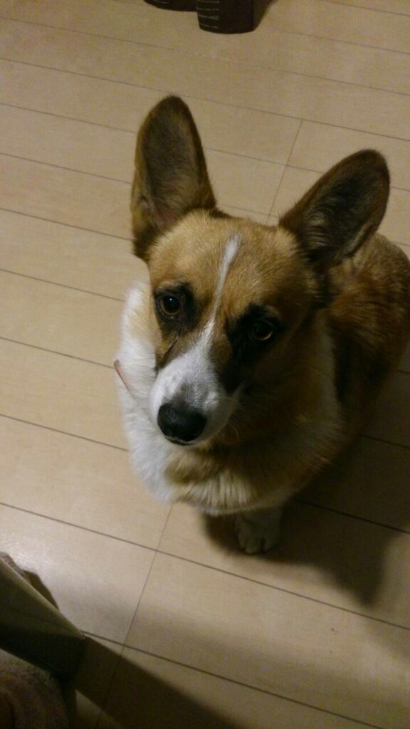 せぃ┐('~`;)┌さんのその他