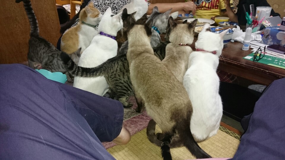 猫又虎次郎2さんのその他