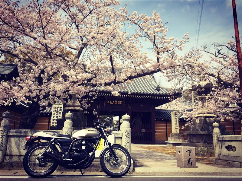 だいだい645さんのルネッサ