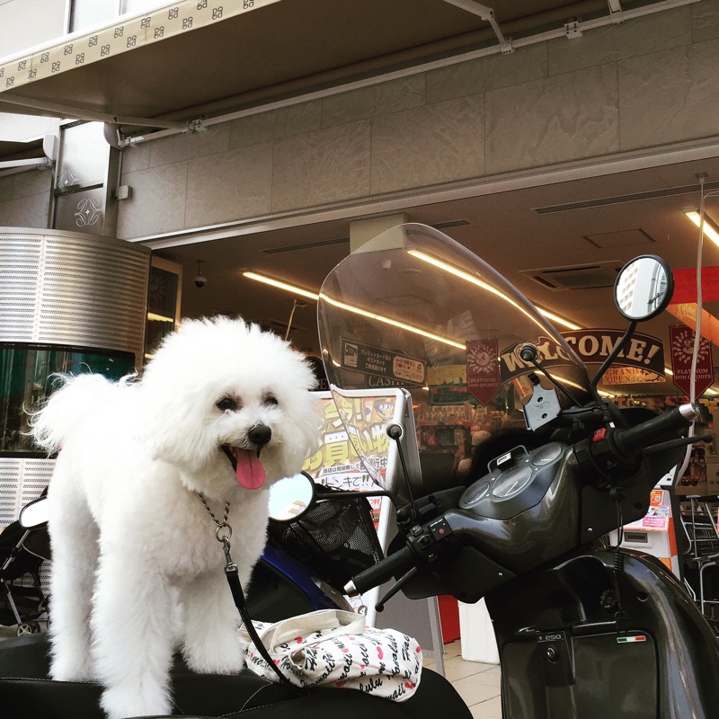 グシケンさんのスカラベオ250