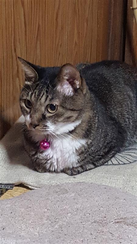 猫又虎次郎3さんのその他