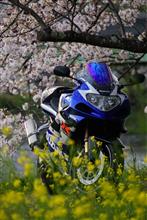まぁどっくさんのGSXR1000