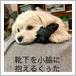 その他 わんこ