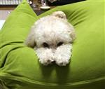 その他 わんこ