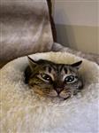 CAT その他