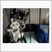 その他 柴犬