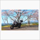 Polo Fender EditionさんのV-Strom 250