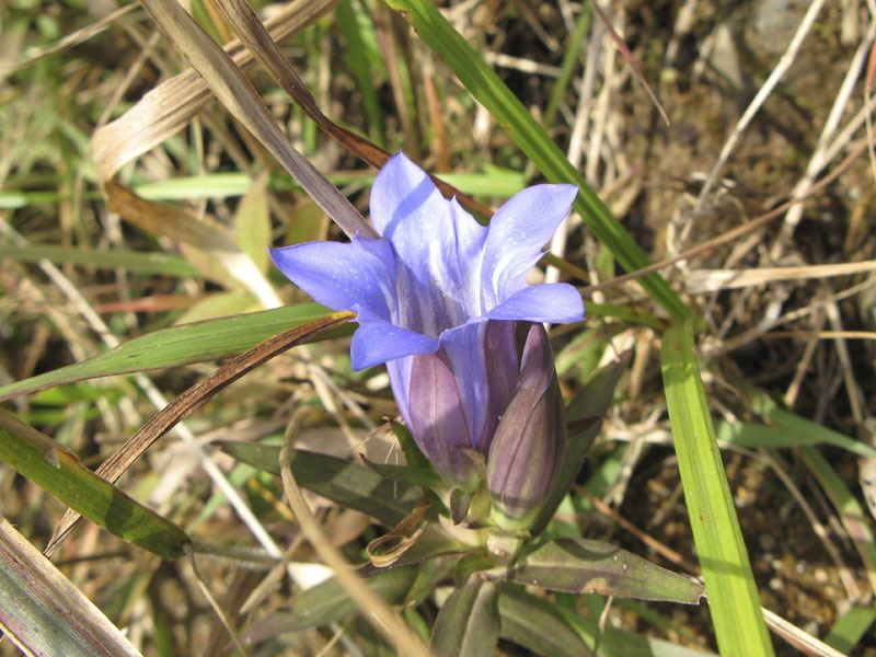 りんどうの花