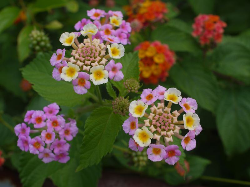 梅雨の花 Te 2のブログ ボロは着てても心は錦 みんカラ